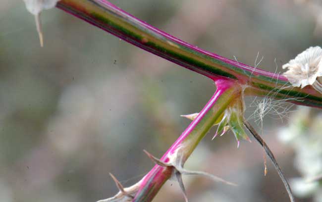 Prickly Russian Thistle has erect multiple stems, ribbed with reddish or purple vertical strips. The plants quickly dry and become hard and prickly. Salsola tragus 